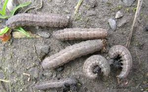 uploads/images/pest/chickpea cutworm.jpg